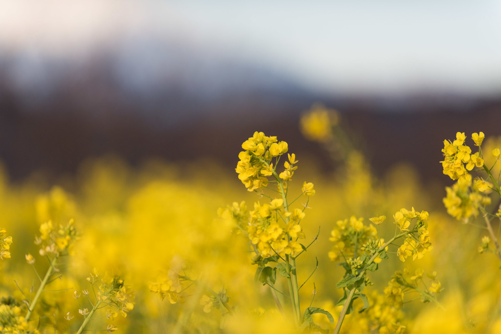 吾妻山公園【菜の花畑：Nikkor 70-200mm f2.8】201901