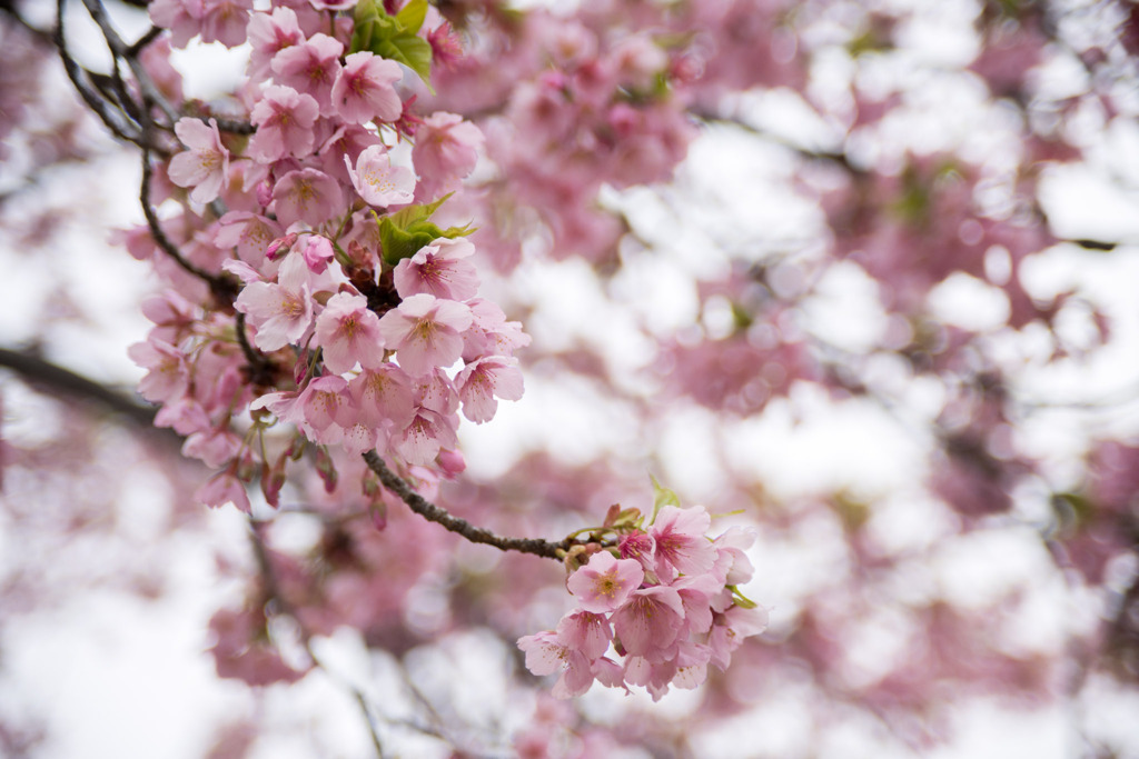 早春の新宿御苑【サクラ：修善寺寒桜】③20200307