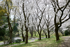 昭和記念公園【染井吉野(花木園)】⑤20250408