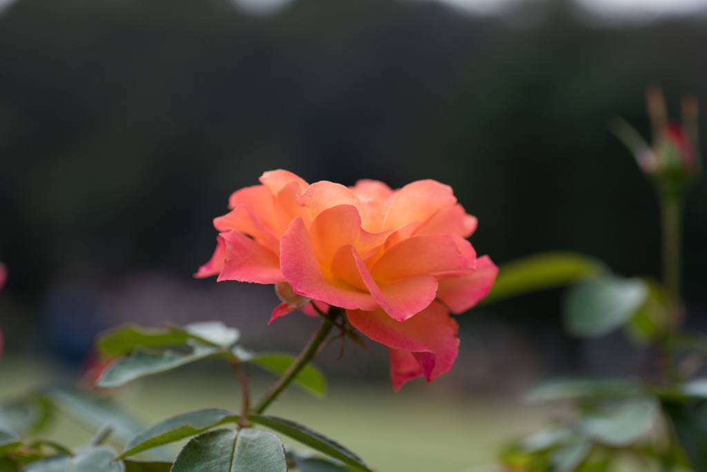 【生田緑地ばら苑(薔薇：スーブニール・ドゥ・アンネ・フランク)】201610