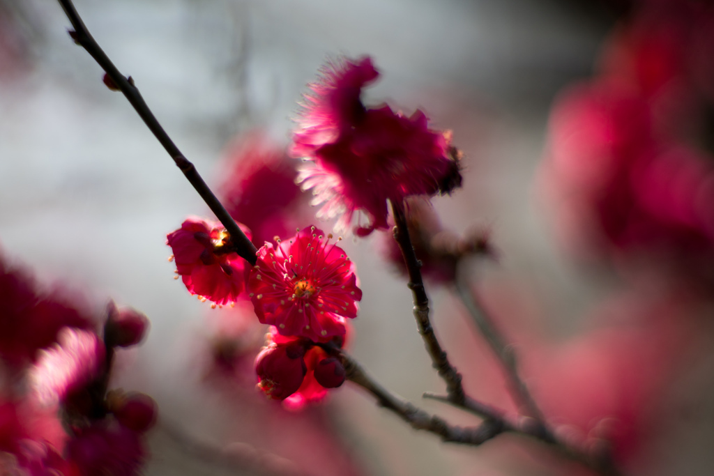 府中市郷土の森公園【梅の花：鹿児島紅】20220305