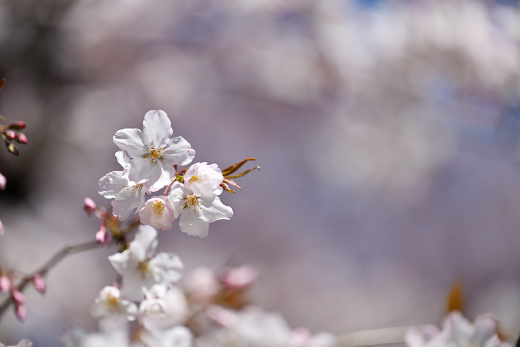 神代植物公園【サクラ：山桜】③20250404
