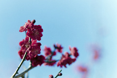 小田原FG【梅：黒雲】20190210