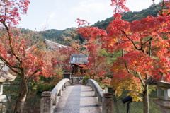 京都の紅葉【永観堂：弁天社付近】20201126