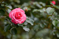 大船フラワーセンター【秋パラ：ロイヤル・ボニカ】20251102