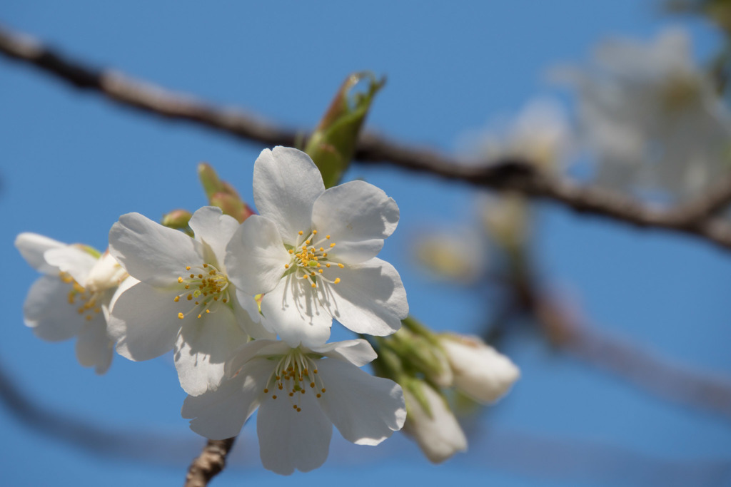 【テリタビーズ公園の大島桜】③20180325