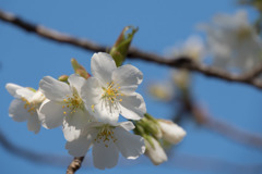 【テリタビーズ公園の大島桜】③20180325