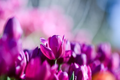 サムエル・コッキング苑【チューリップ：ラップトップ】②20260106