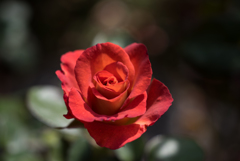 【京成バラ園(薔薇：レオニダス)】20161023