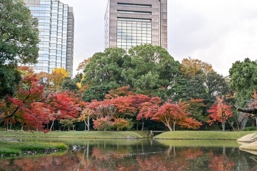 小石川後楽園【紅葉林付近】②20241202