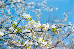 本牧山頂公園【桜：大島桜】①20220325銀塩NLP