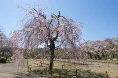 神代植物公園【八重紅枝垂桜】④20190413