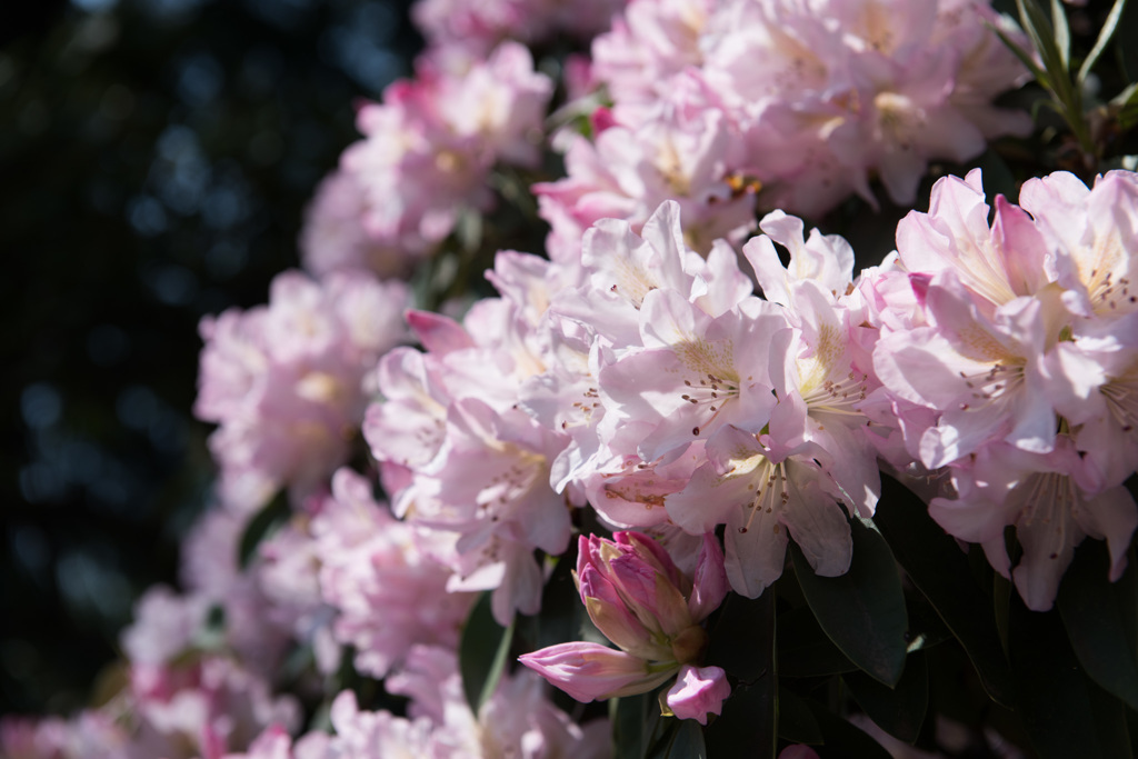 【神代植物公園(シャクナゲ)】20150426
