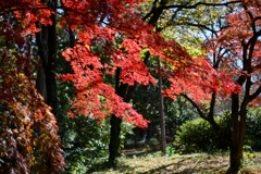 新宿御苑【広場沿いの紅葉】②20241206