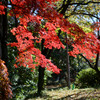 新宿御苑【広場沿いの紅葉】②20241206