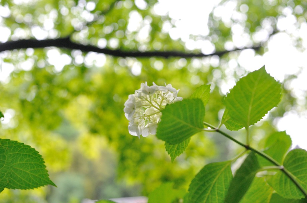 【紫陽花】④20140608