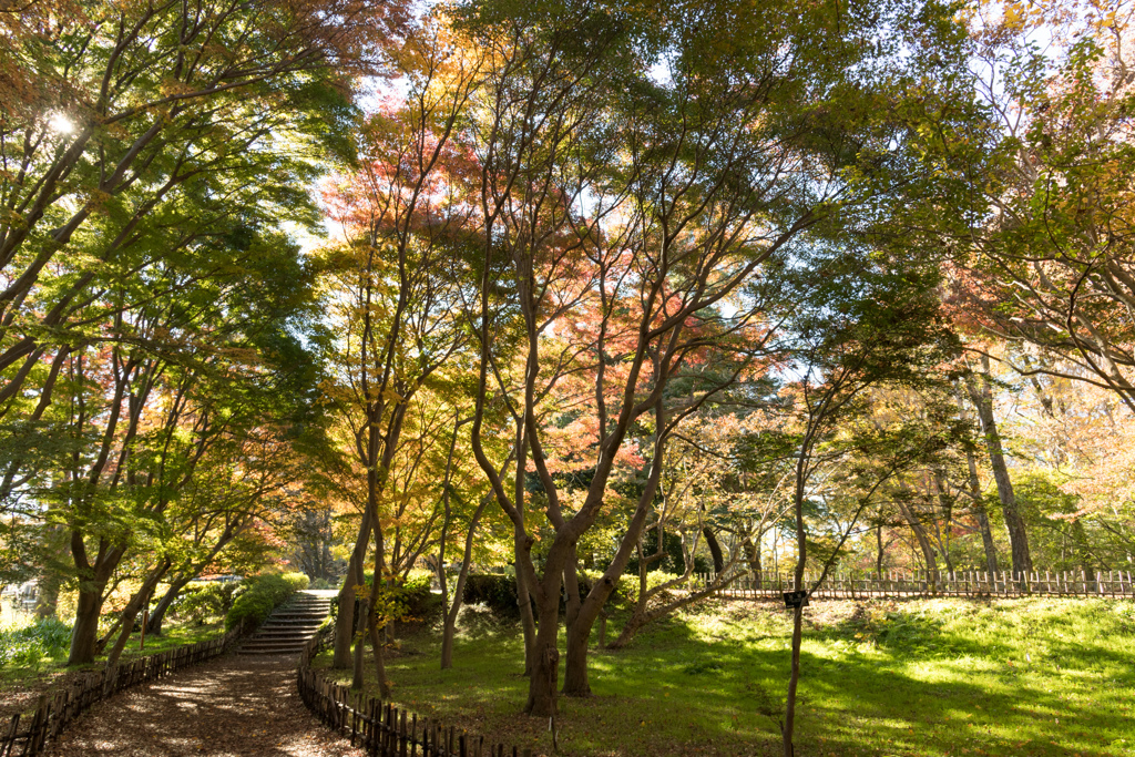 神代植物公園【かえで園：道沿いの紅葉】②20211127