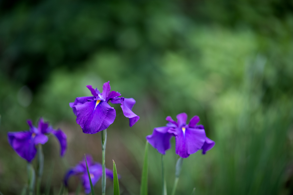 薬師池公園【花菖蒲：青紫系】20230601