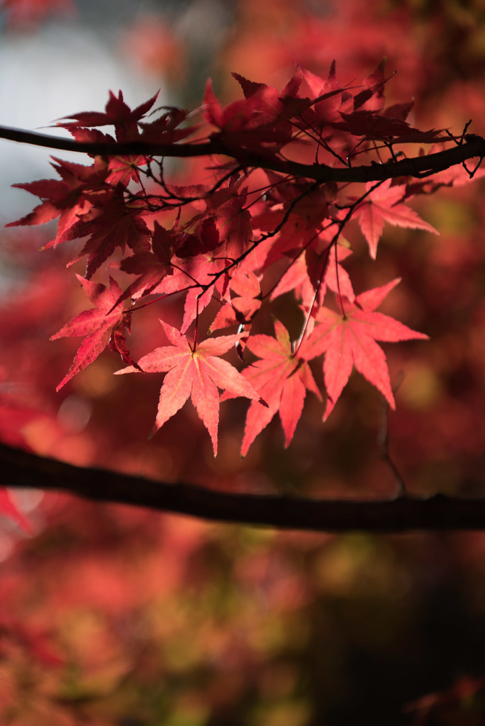 ささぶねの小路【紅葉】⑥20171119