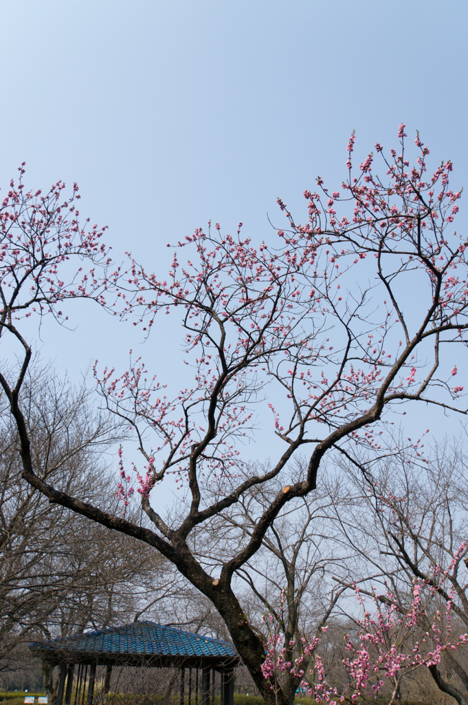 神代植物公園【ハナモモ：矢口】①20170319