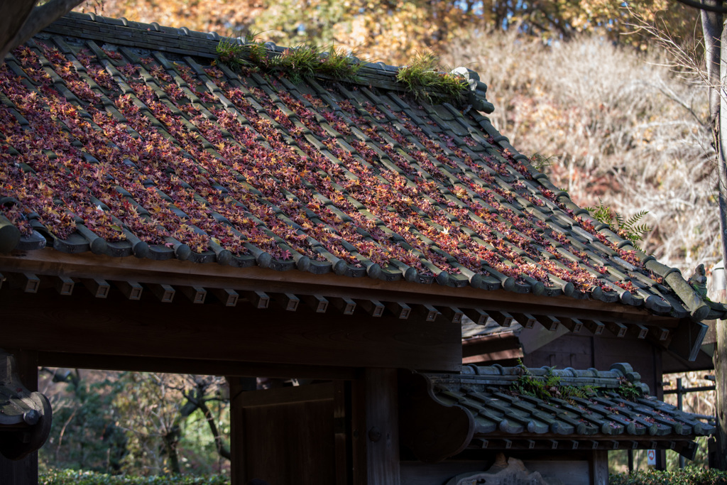 【薬師池公園：旧荻野家の門】②20141206