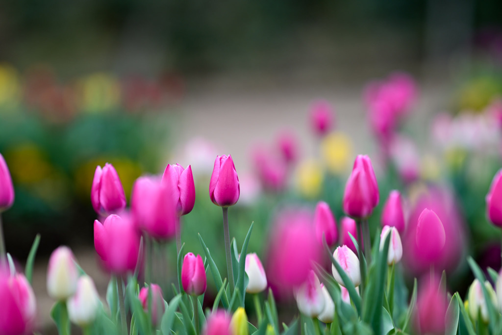 花菜ガーデン【アイスチューリップ(ピンク系)】④20251219