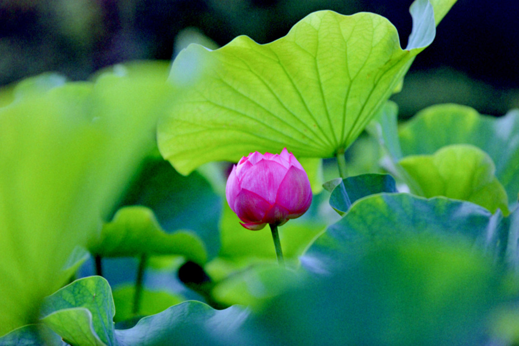 大船フラワーセンター【蓮の花：ハス田の蓮】20200705