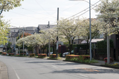 早朝ウォーキング【ハナミズキ街路】①20200421