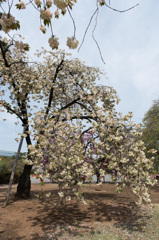 【新宿御苑(桜：鬱金)】①20150418