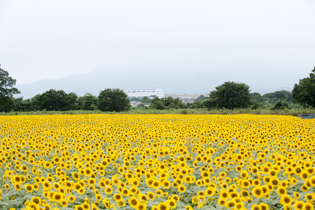 座間ひまわり祭り【座間四ツ谷会場】①20190813