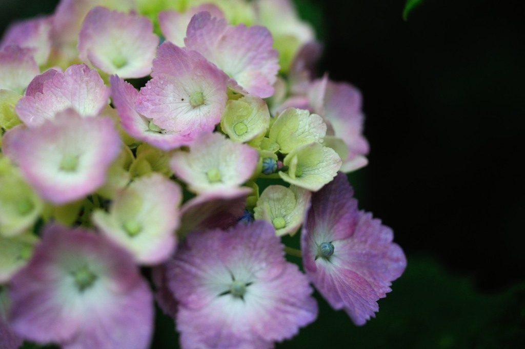 【紫陽花】②20140608