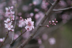神代植物公園【アーモンド】②20190323