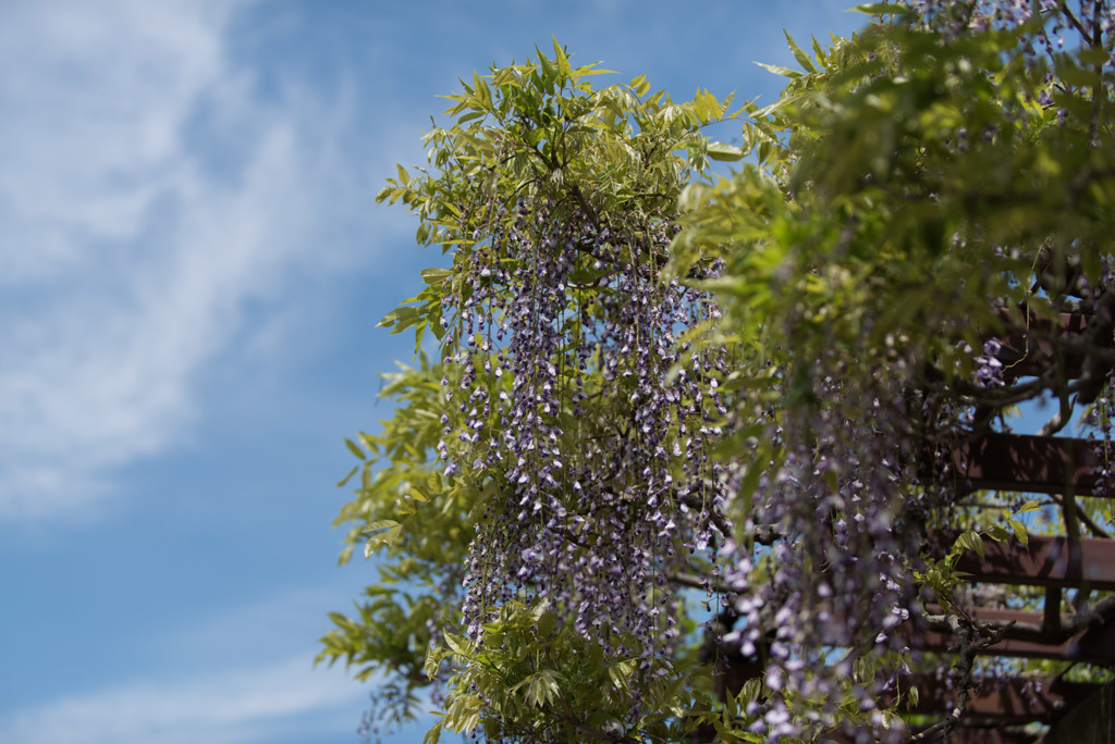 神代植物公園【藤の花】④20190503