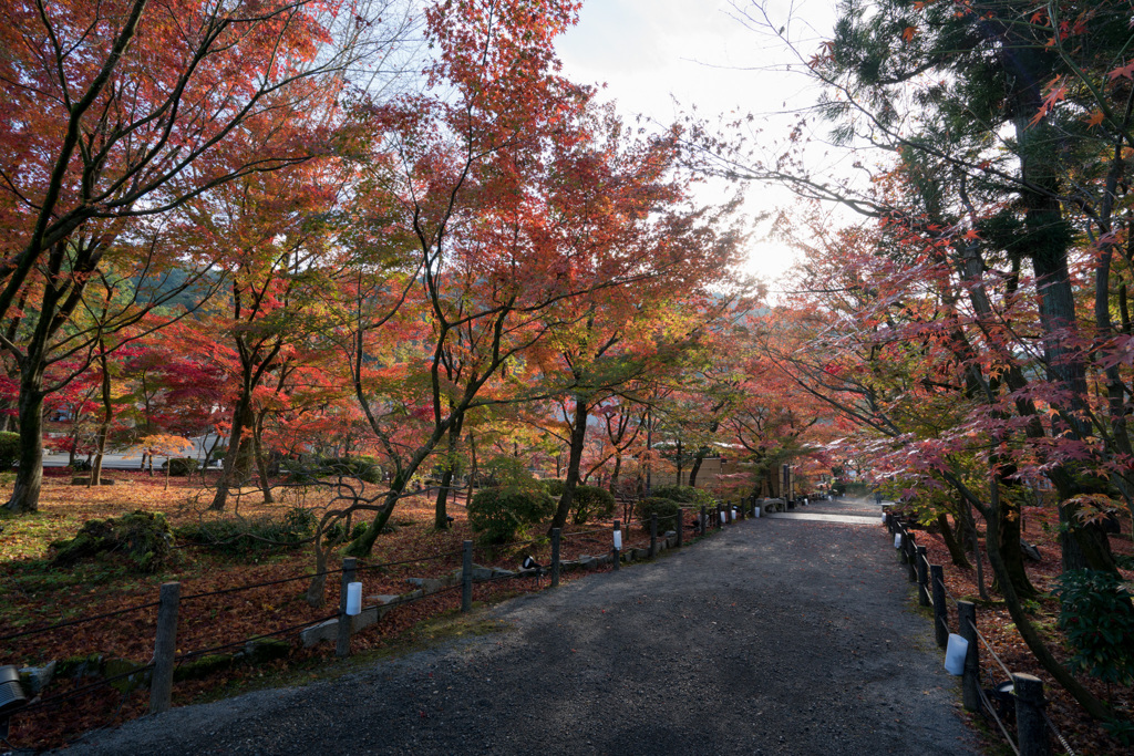 京都の紅葉【永観堂：図書館付近】①20201126