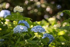 相模原北公園【紫陽花： 西洋アジサイ(青)】①20190616