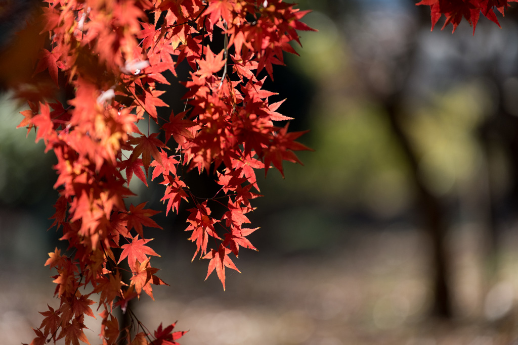 【新宿御苑：もみじ山の紅葉】③20141213