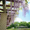 神代植物公園【藤棚(六尺藤)：近景】②20240425