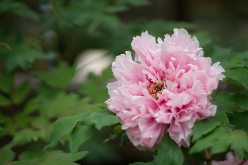 町田ぼたん園【牡丹：春光寿】20190429