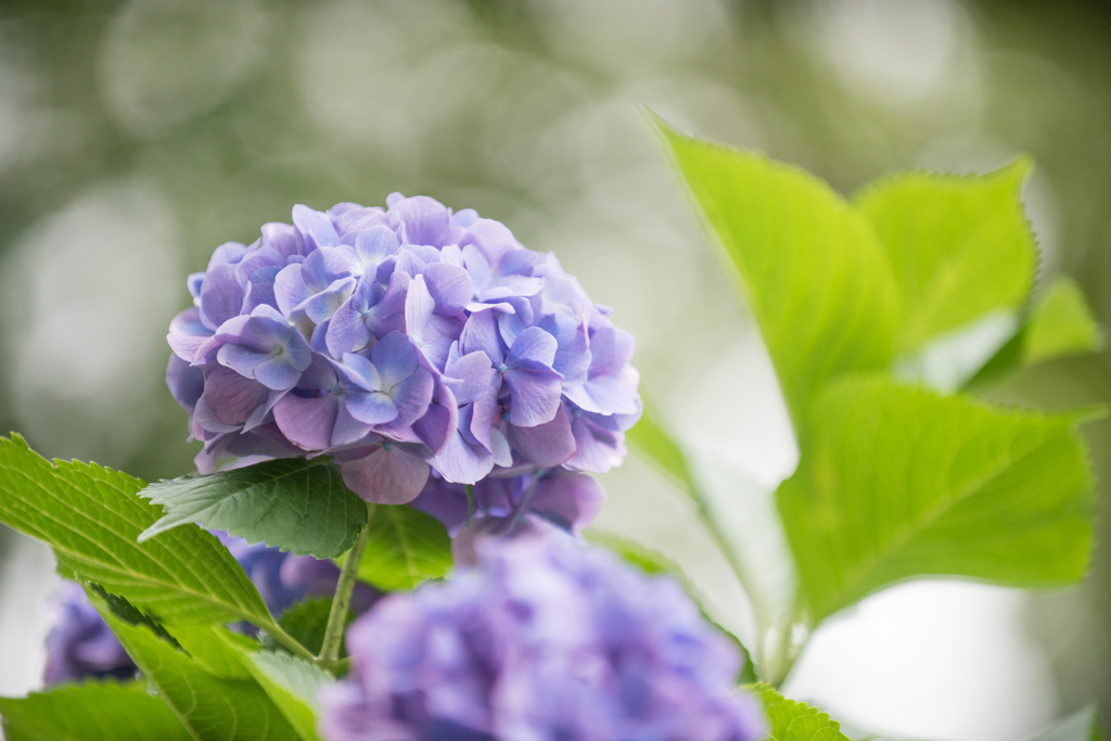 【昭和記念公園(輝いていた紫陽花たち)】②20160702