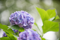 【昭和記念公園(輝いていた紫陽花たち)】②20160702