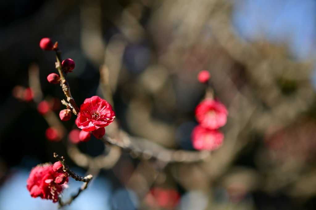 大船フラワーセンター【早咲きの梅：鹿児島紅】②20260125