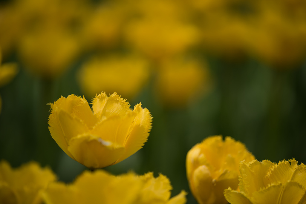 【昭和記念公園(クリスタルスター)】20150418