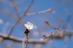 皇居東御苑【冬桜】①20190203
