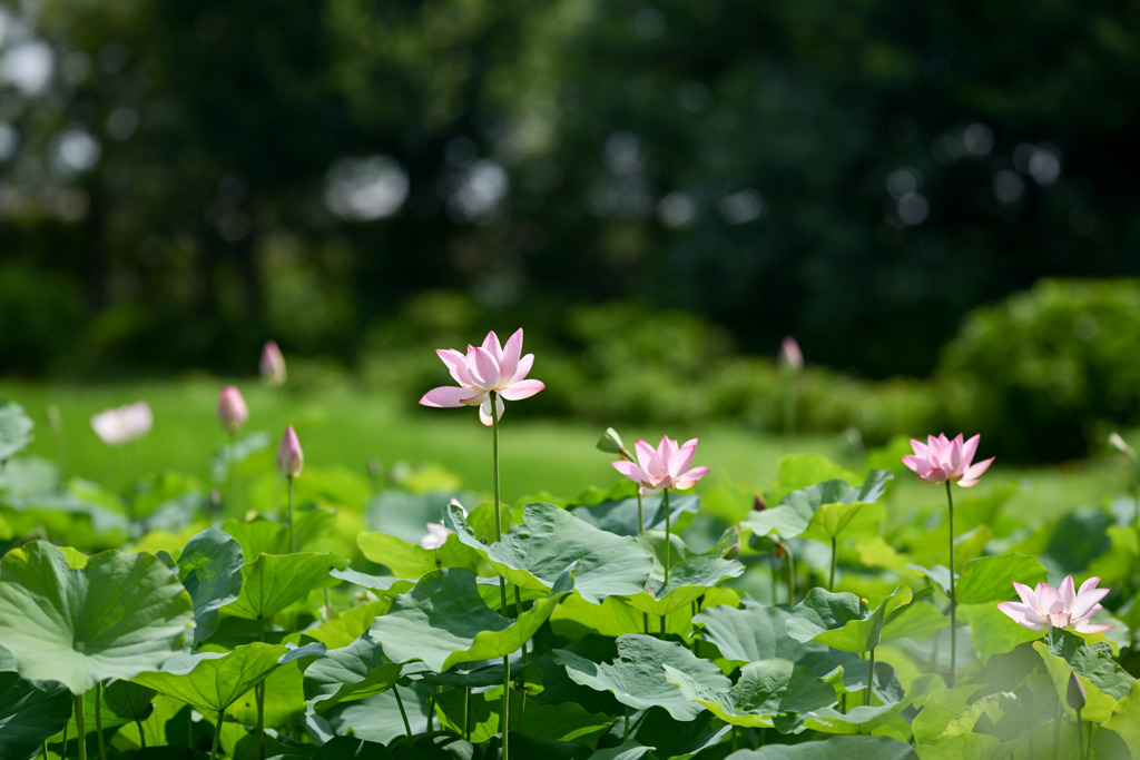 花菜ガーデン【田んぼたんぼの蓮(遠景)】①20250713