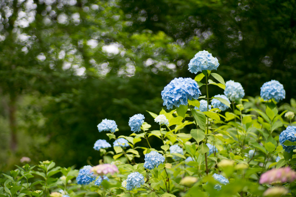薬師池公園【紫陽花：青系】20230601