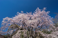 六義園【枝垂れ桜】③20200320