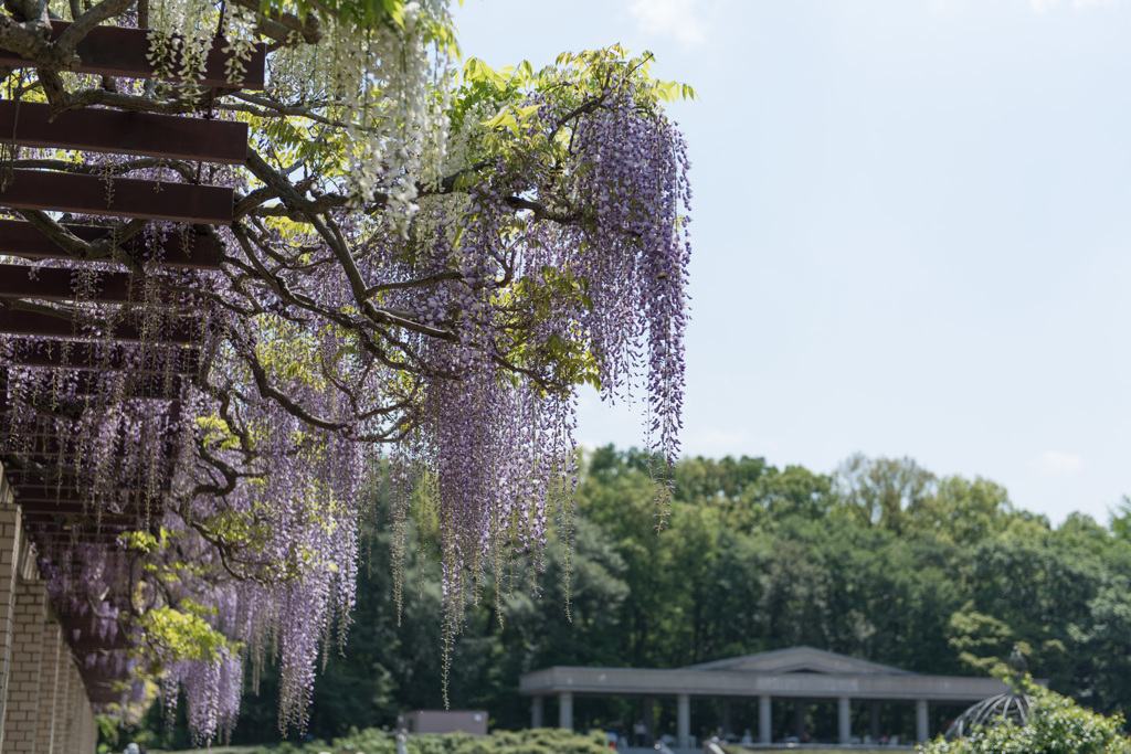 【神代植物公園(藤)】①20150426