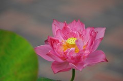 【大船植物園・天慈】20140713
