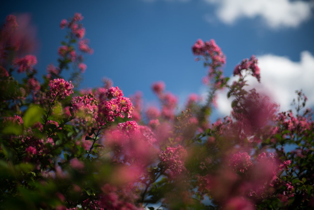 花菜ガーデン【サルスベリ(赤系)】②20230826