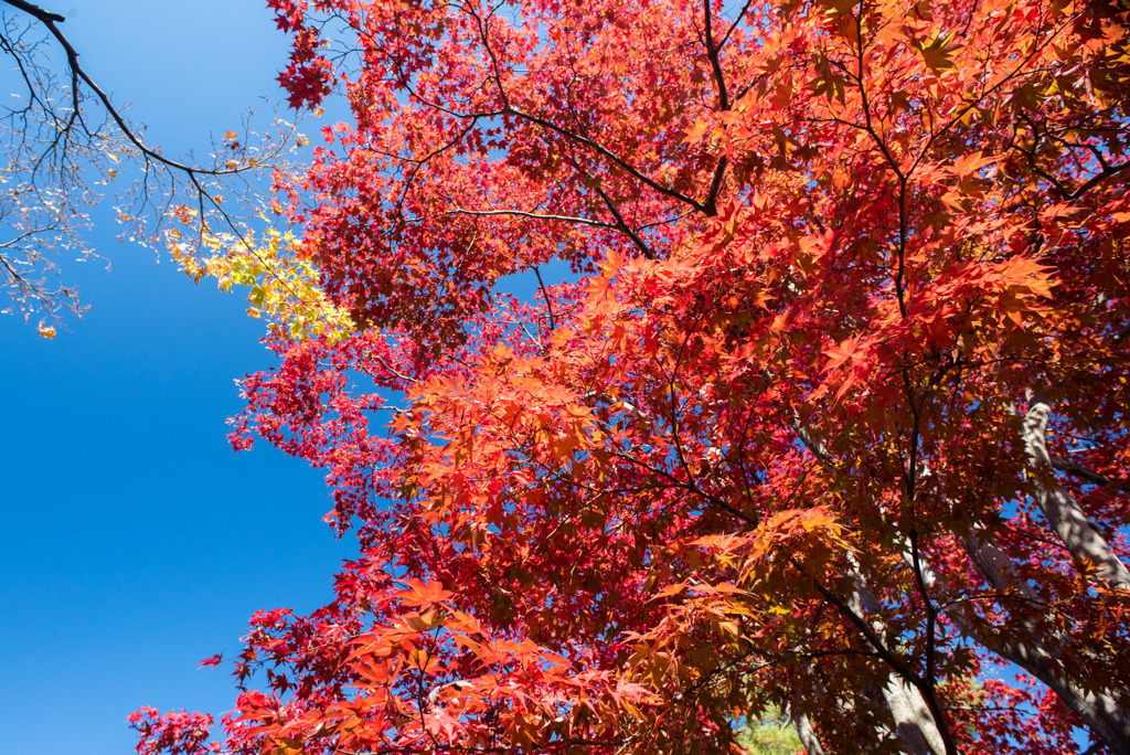 昭和記念公園【日本庭園：紅葉】⑩20191116